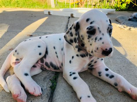 Starwood <strong>Dalmatians</strong> breeds <strong>Dalmatians</strong> for quality, excellent temperament, longevity, and health. . Dalmatian breeder northern california